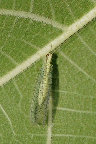 Apertochrysa clathrata
