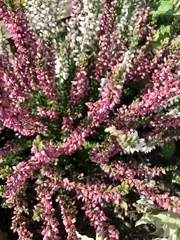 Calluna