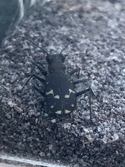 Cicindela oregona
