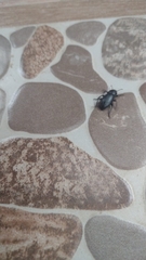 Nycterinus substriatus