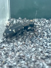 Cicindela oregona