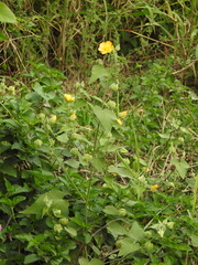 Abutilon grandifolium
