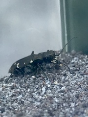 Cicindela oregona