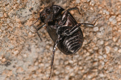 Sphaerites politus