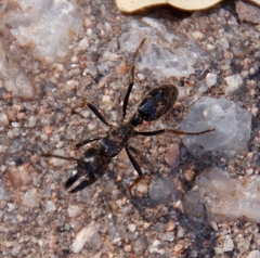 Paltothyreus tarsatus