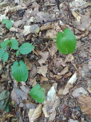 Maianthemum bifolium