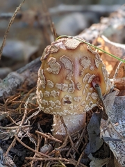 Amanita amerirubescens