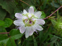 Passiflora foetida
