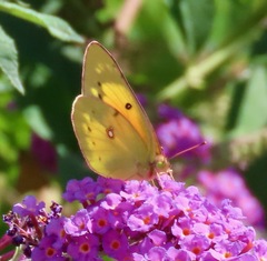 Colias eurytheme