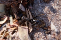 Paltothyreus tarsatus