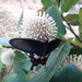 Pachliopta aristolochiae interposita - Photo (c) Han-Ting Liu, some rights reserved (CC BY-NC), uploaded by Han-Ting Liu