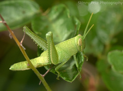 Schistocerca damnifica
