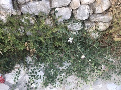 Capparis spinosa