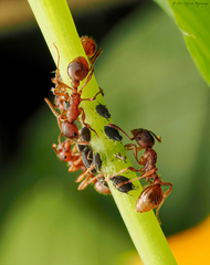 Uroleucon impatiensicolens
