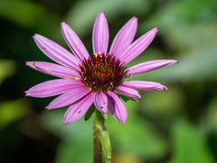 Echinacea purpurea