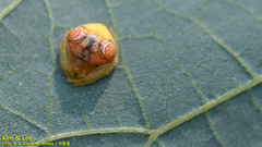 Cyrtarachne inaequalis