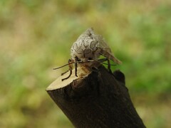 Hypercompe abdominalis