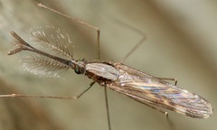 Anopheles punctipennis