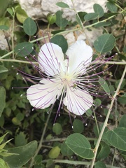 Capparis spinosa