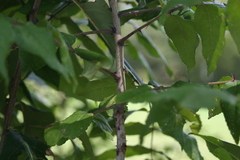Zanthoxylum