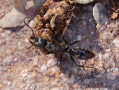 Paltothyreus tarsatus