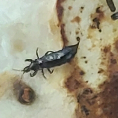 Thysanoptera