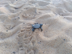 Lepidochelys olivacea