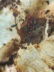 Thysanoptera