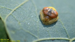 Cyrtarachne inaequalis