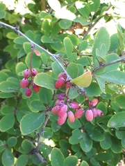 Berberis vulgaris