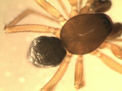 Porrhomma microphthalmum