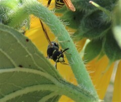 Euodynerus foraminatus