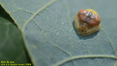 Cyrtarachne inaequalis