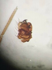 Porrhomma microphthalmum