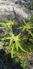 Euphorbia davidii