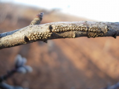 Diloba coeruleocephala
