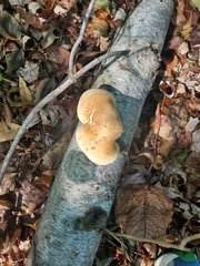 Thysanoptera