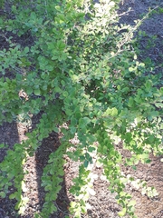 Berberis vulgaris