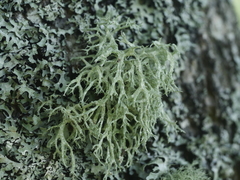 Evernia prunastri