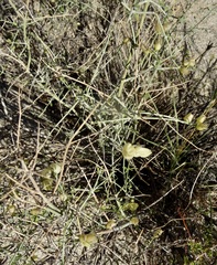 Scutellaria mexicana