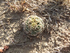 Coryphantha radians