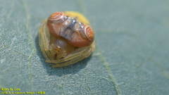 Cyrtarachne inaequalis