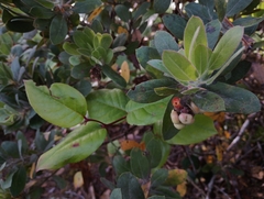 Arctostaphylos columbiana