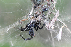 Cyrtophora citricola