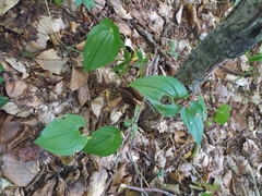 Maianthemum bifolium