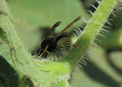 Euodynerus foraminatus