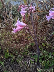 Amaryllis belladonna