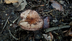Fungi