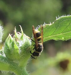 Euodynerus foraminatus