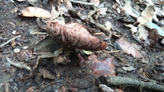 Fungi